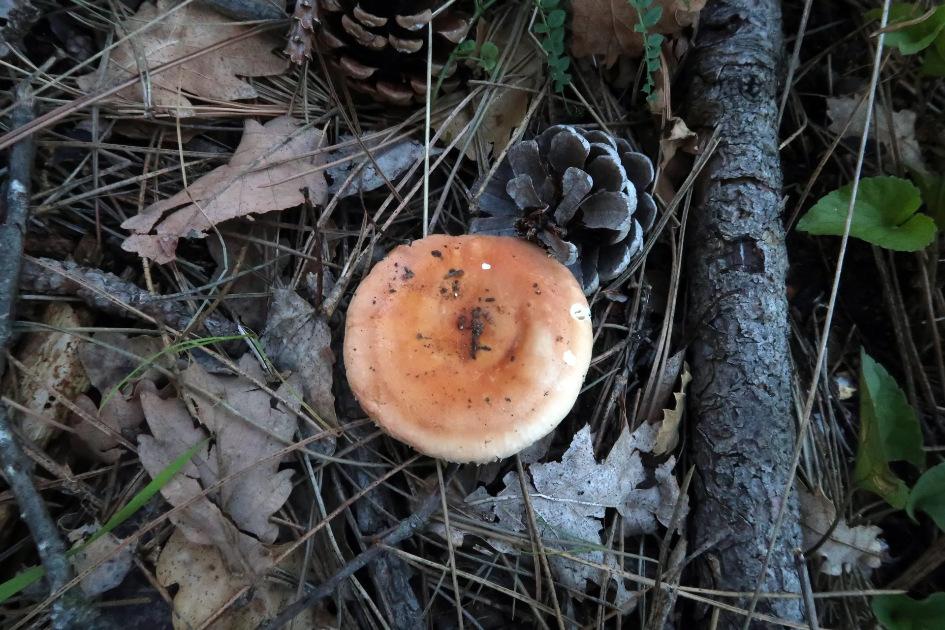 Russula rosea - 1 - IMG_5203